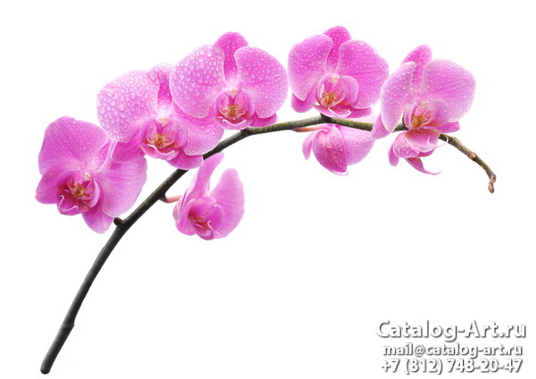 Pink orchids 73